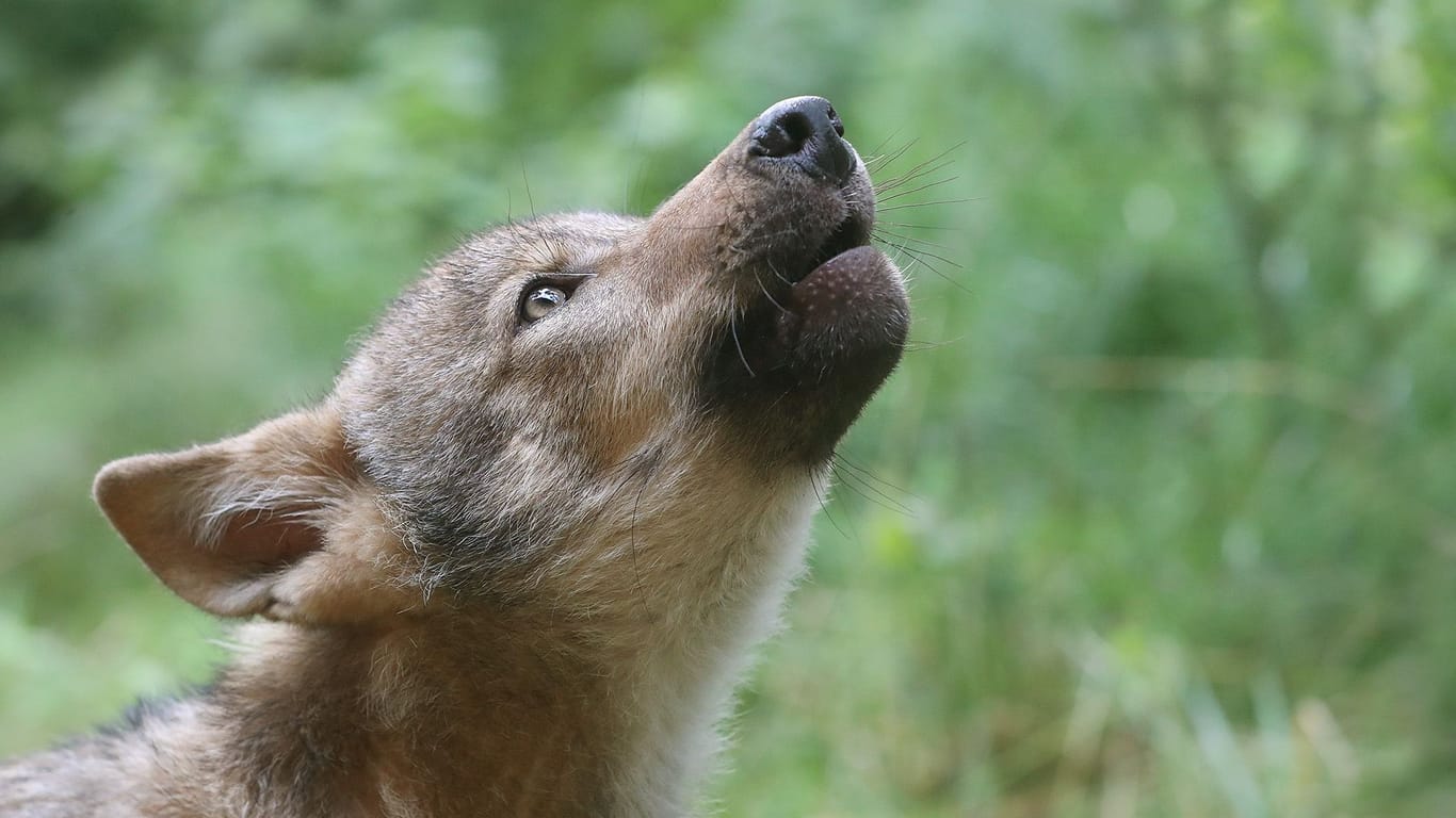 Wolf Lindo: Der Welpe wurde unterernährt aufgefunden und kommt aktuell in einer Wolfsauffangstation in der Lüneburger Heide wieder zu Kräften.