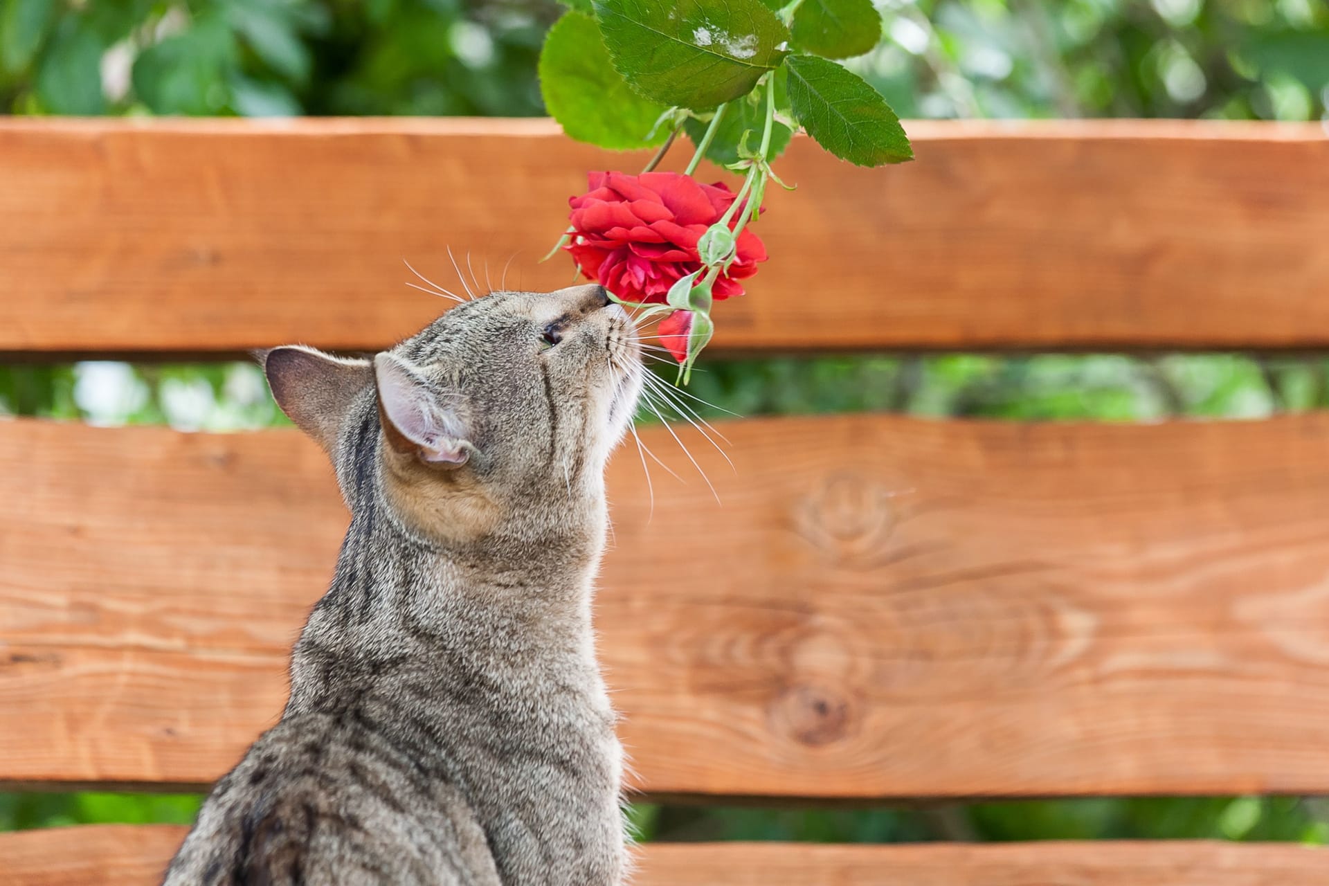 Rosen sehen fantastisch aus, aber stellen sie eine potentielle Gefahrenquelle für Katzen dar.