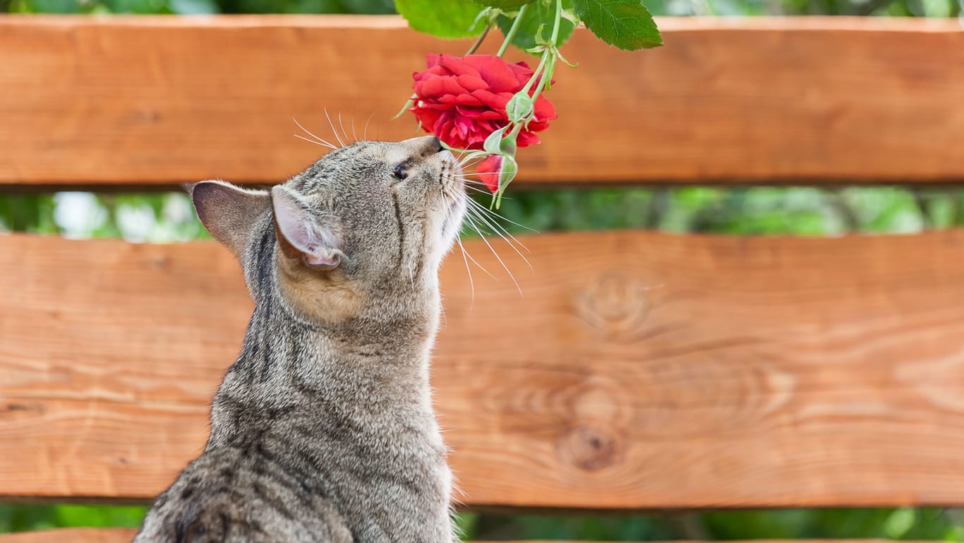 Rosen sehen fantastisch aus, aber stellen sie eine potentielle Gefahrenquelle für Katzen dar.