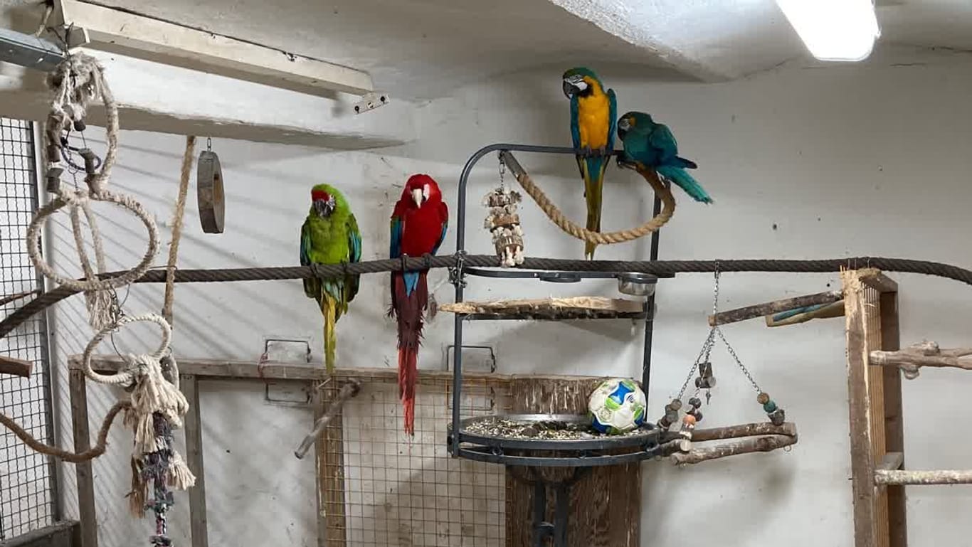 Ein eigener Vogelraum im Haus: Hier hielt der Anwohner zahlreiche Papageien.