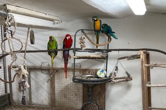 Ein eigener Vogelraum im Haus: Hier hielt der Anwohner zahlreiche Papageien.