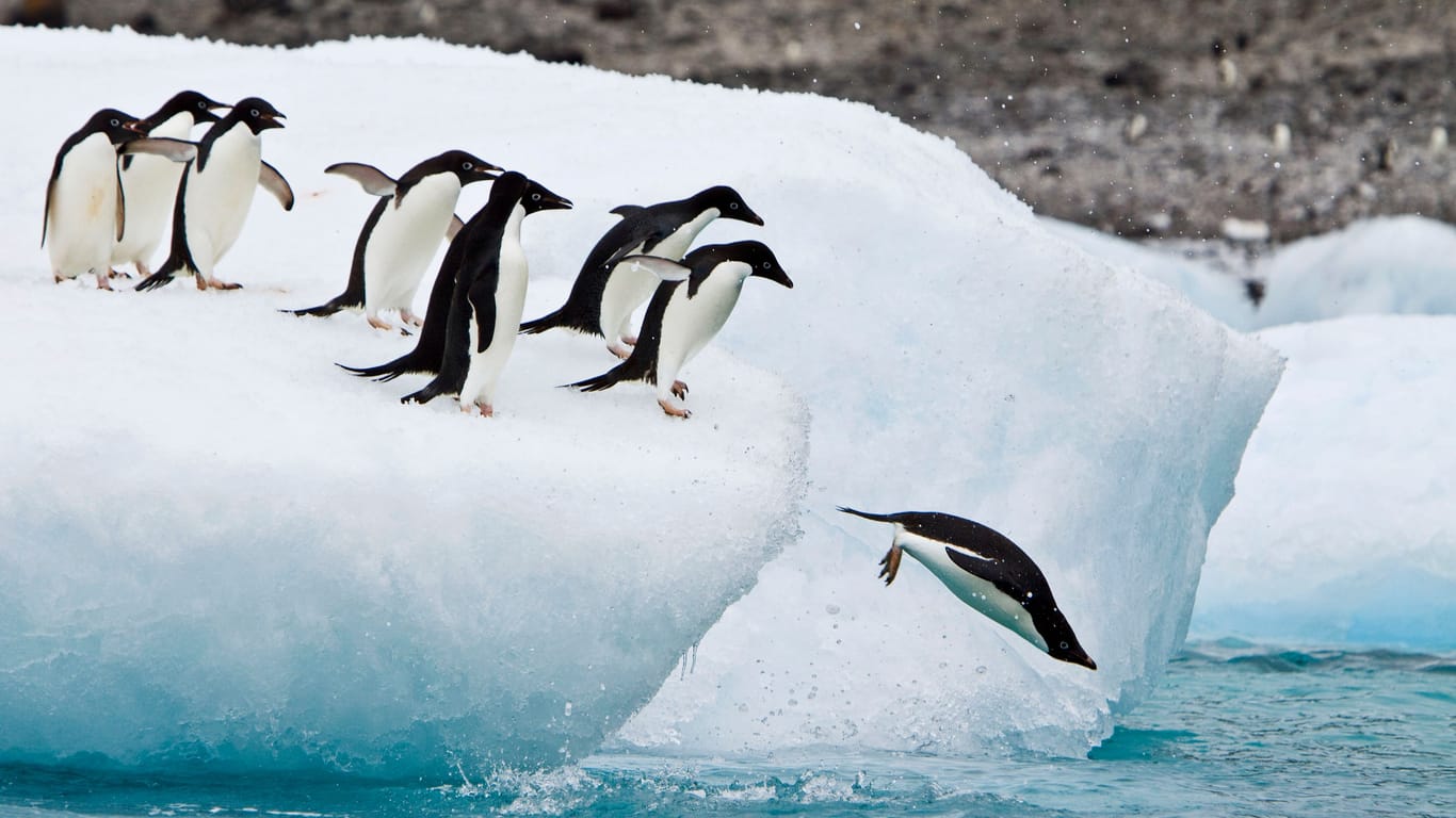 Adélie-Pinguine in der Antarktis (Archivbild): Der Bestand der Pinguinart gilt derzeit nicht als gefährdet – Forscher warnen jedoch vor den Folgen der Klimakrise für ihr Überleben.