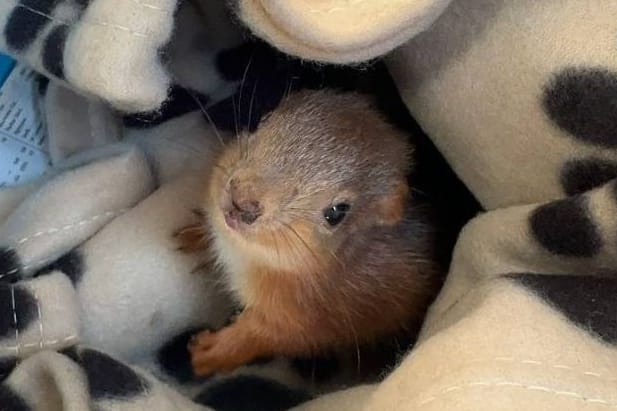 Junge Eichhörnchen in Tayport: Das Tier hatte mehrere Tage Schutz unter einem Huhn gesucht.