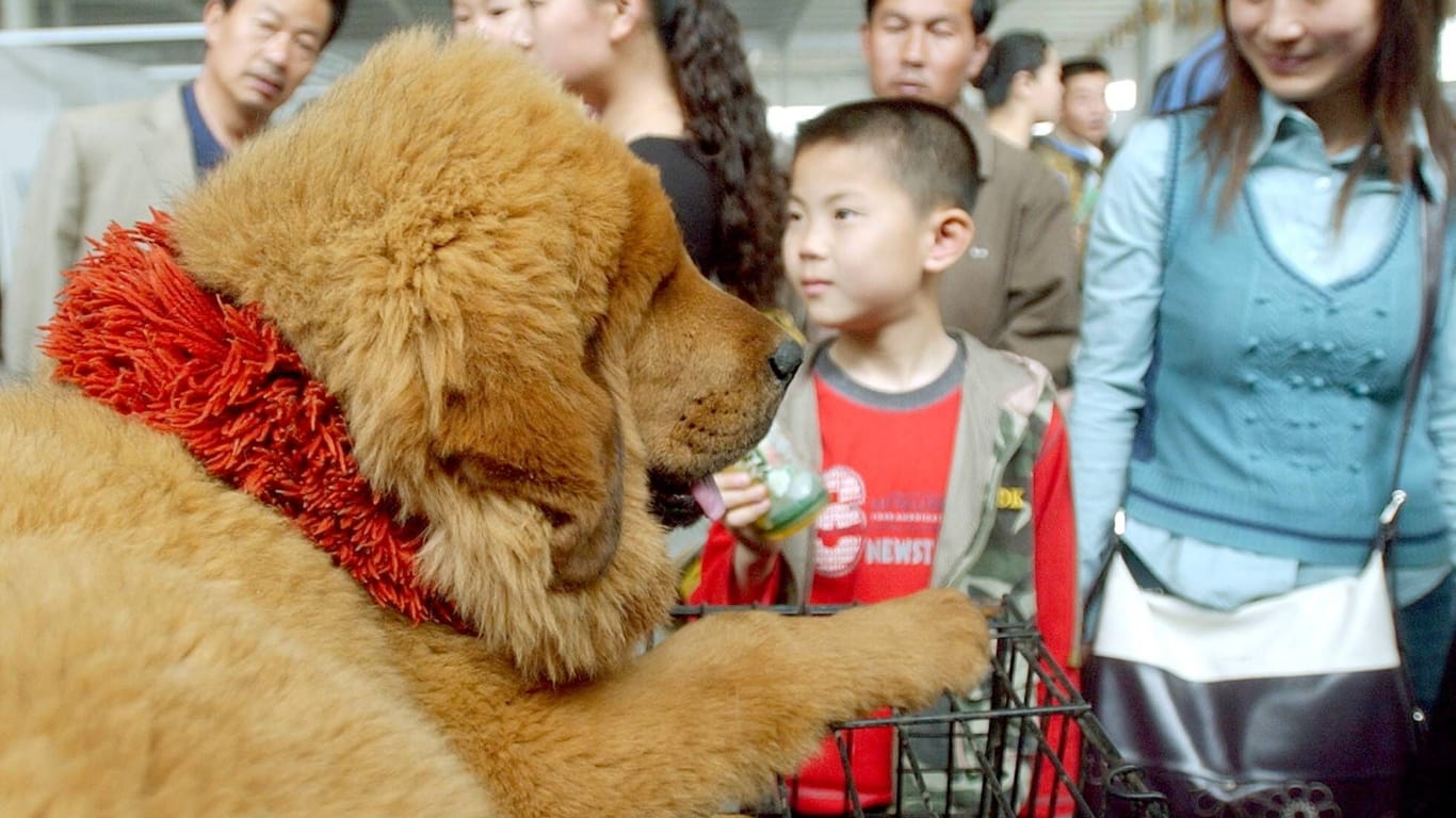 Eine Tibetdogge auf einer Hundeschau in China: Ein anderer Zoo sorgte vor rund zehn Jahren weltweit für Schlagzeilen, als ein solcher Hund dort als Löwe ausgegeben wurde.