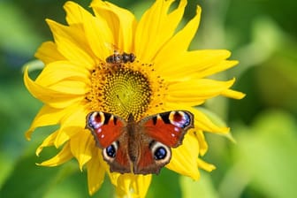 Ein Tagpfauenauge sitzt auf einer Sonnenblume: Es kommt immer wieder zu Schwankungen in den Schmetterlingspopulationen.
