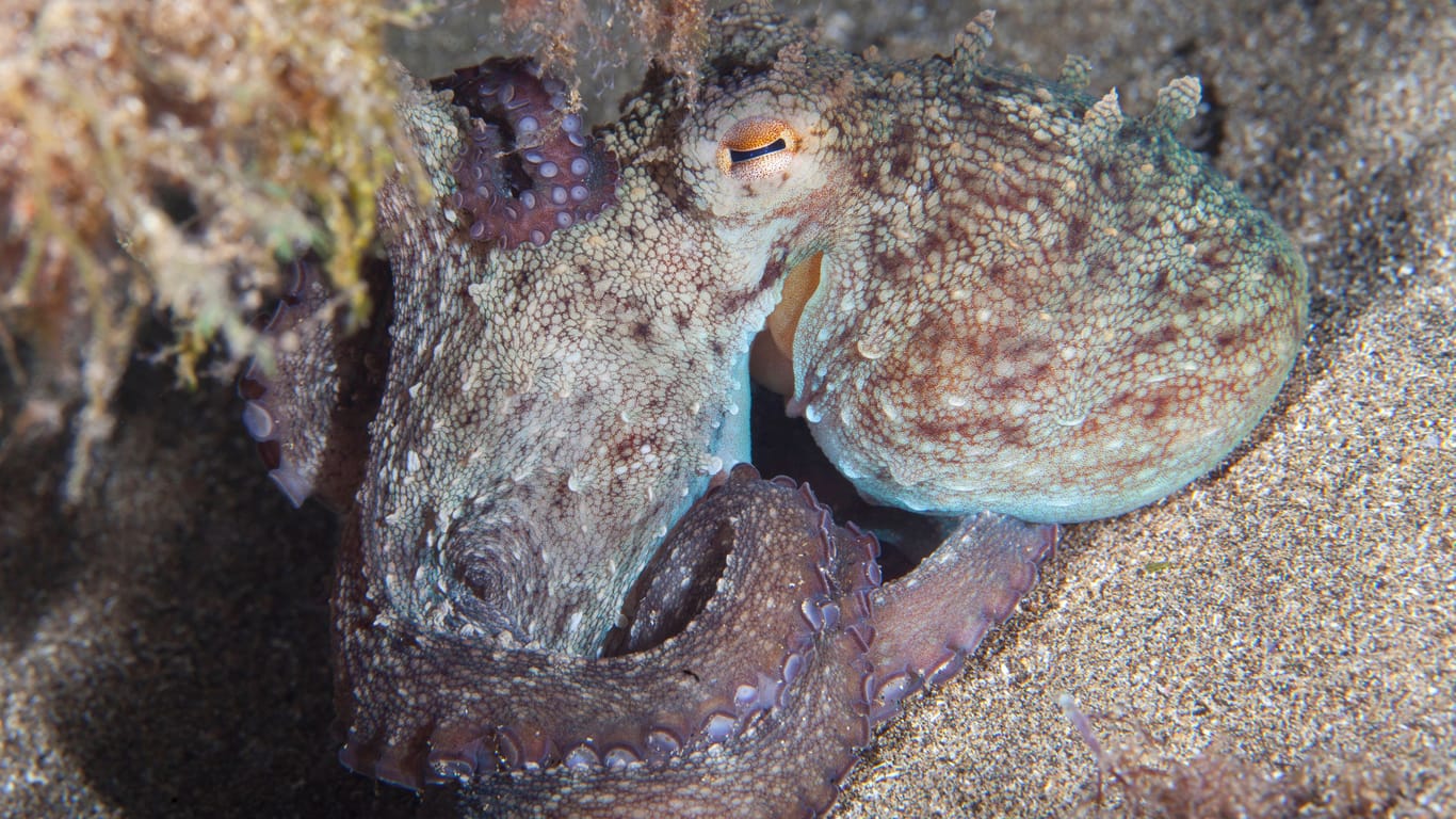 Ein Oktopus: Forscher kategorisieren die Tiere als "fühlende Lebewesen".