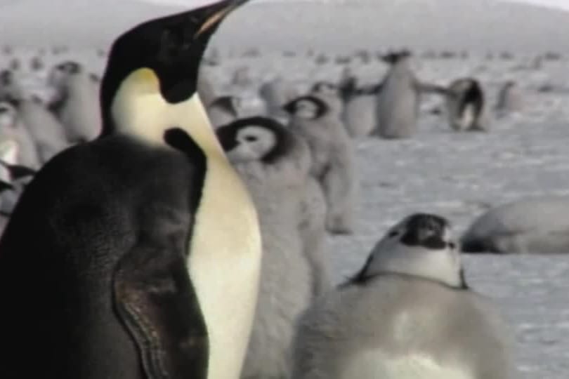 ANTARKTIS-PINGUINE/