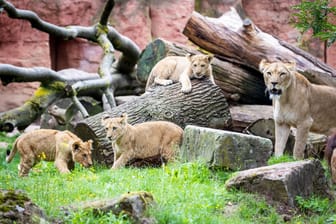Berberlöwen-Jungtiere im Zoo Hannover bekommen Namen