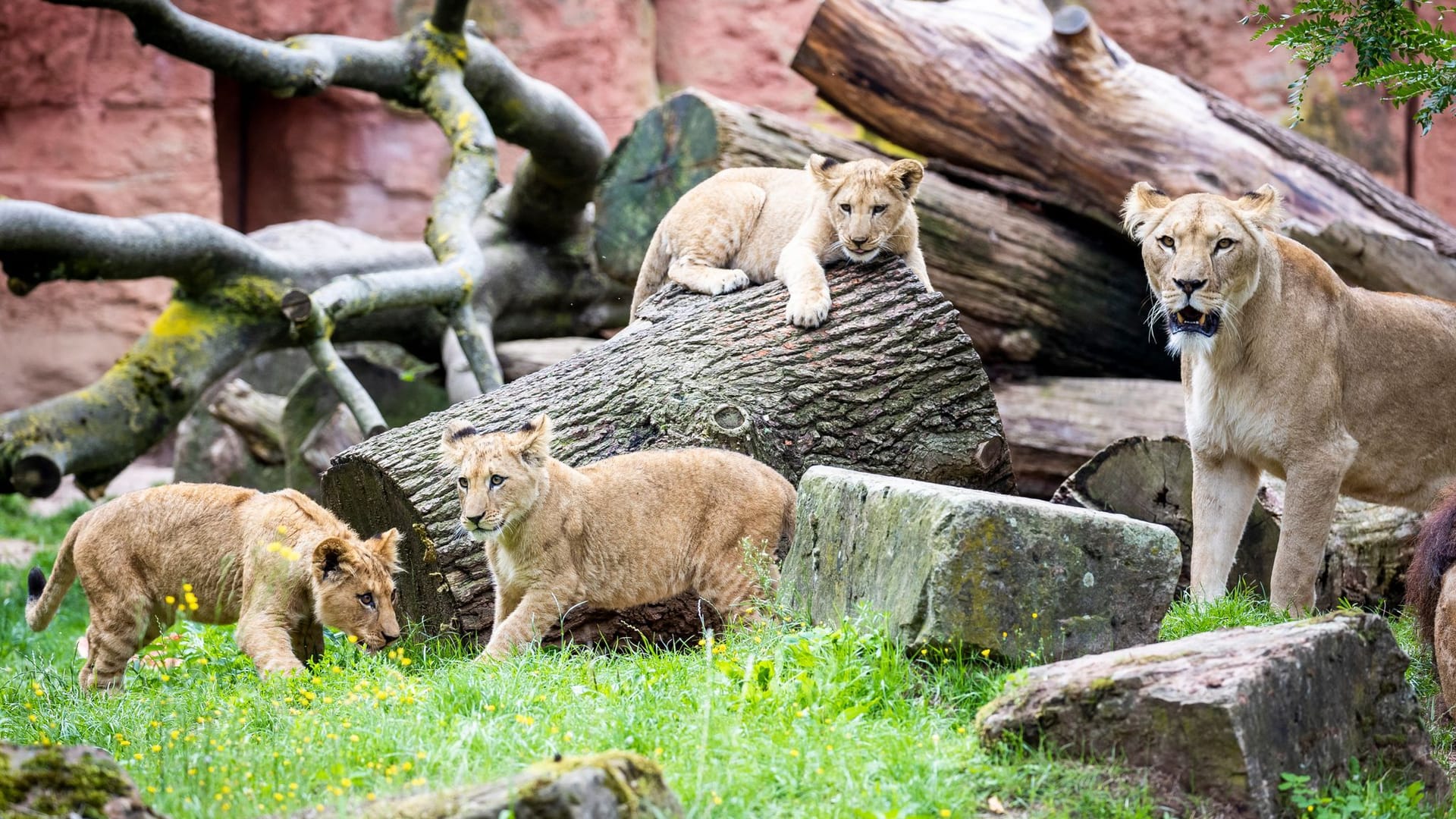 Berberlöwen-Jungtiere im Zoo Hannover bekommen Namen Berberlöwen-Jungtiere im Zoo Hannover bekommen Namen