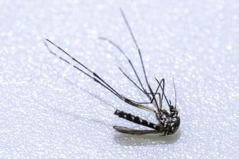 Asiatische Tigermücke (Aedes albopictus): Sie ist eine zwischen zwei und zehn Millimeter große, auffällig schwarz-weiß gemusterte Stechmücke.