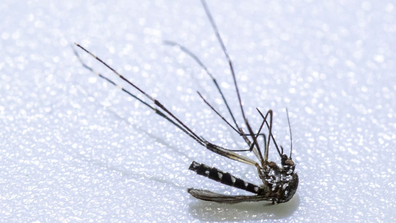 Asiatische Tigermücke (Aedes albopictus): Sie ist eine zwischen zwei und zehn Millimeter große, auffällig schwarz-weiß gemusterte Stechmücke.