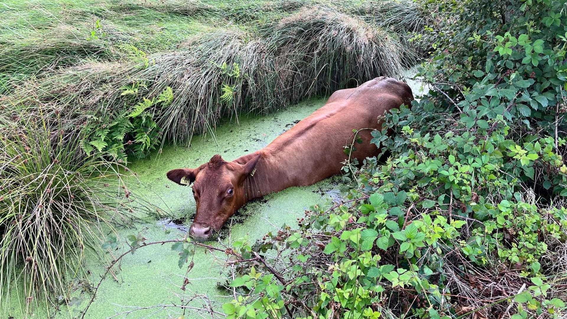 Feuerwehr rettet Rind aus Wassergraben Feuerwehr rettet Rind aus Wassergraben