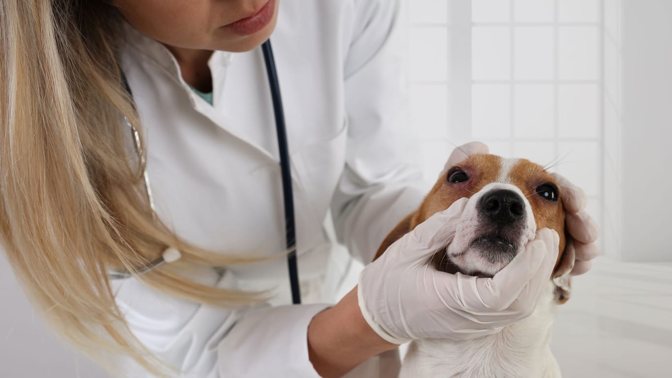 Wenn Sie unsicher sind, ob Ihr Hund eine Allergie hat, sollten Sie einen Tierarzt aufsuchen.