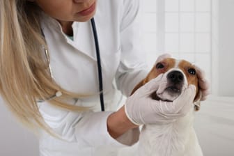 Wenn Sie unsicher sind, ob Ihr Hund eine Allergie hat, sollten Sie einen Tierarzt aufsuchen.