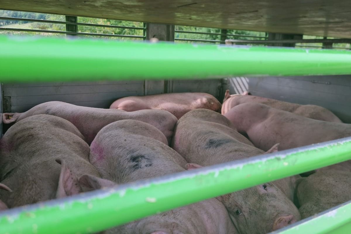 Die zusammengepferchten Schweine liegen erschöpft auf dem Boden des Transporters: Der Anhänger wurde in der prallen Sonne abgestellt.