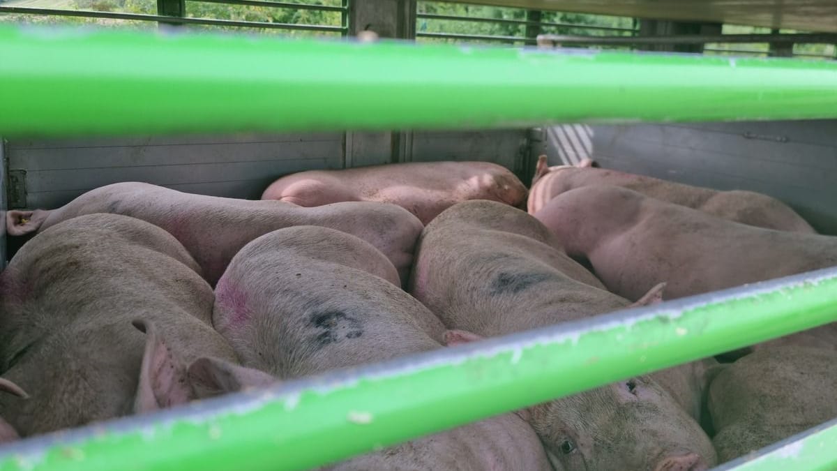 Die zusammengepferchten Schweine liegen erschöpft auf dem Boden des Transporters: Der Anhänger wurde in der prallen Sonne abgestellt.