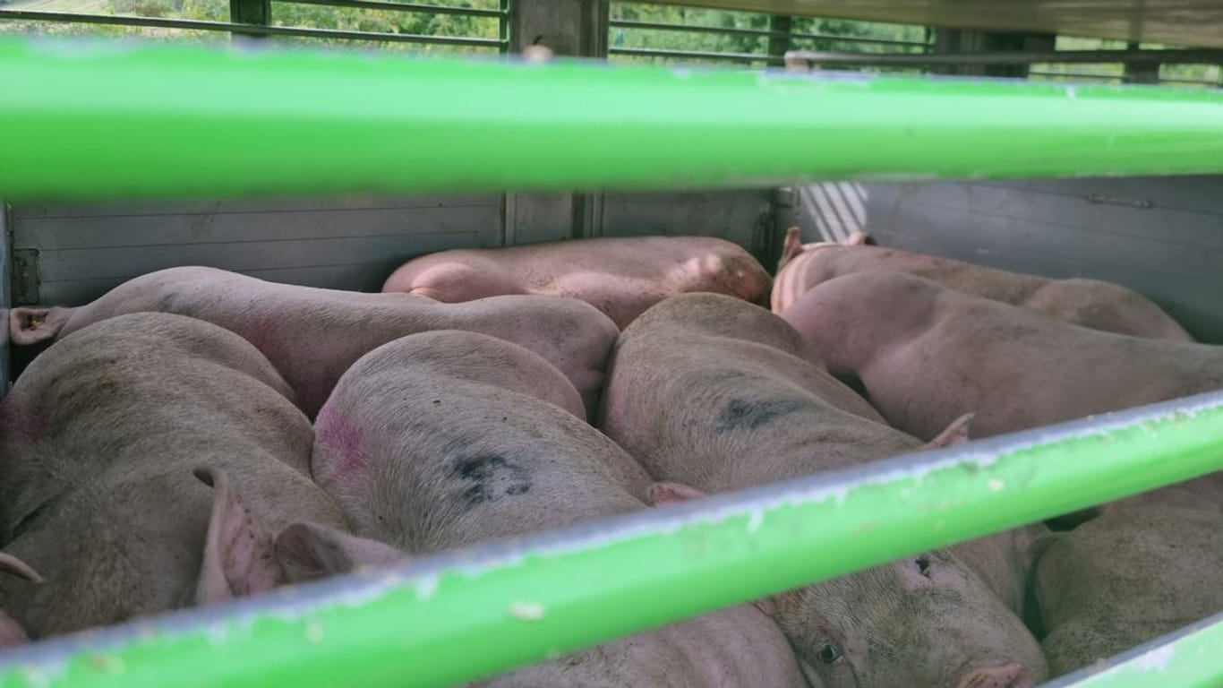 Die zusammengepferchten Schweine liegen erschöpft auf dem Boden des Transporters: Der Anhänger wurde in der prallen Sonne abgestellt.