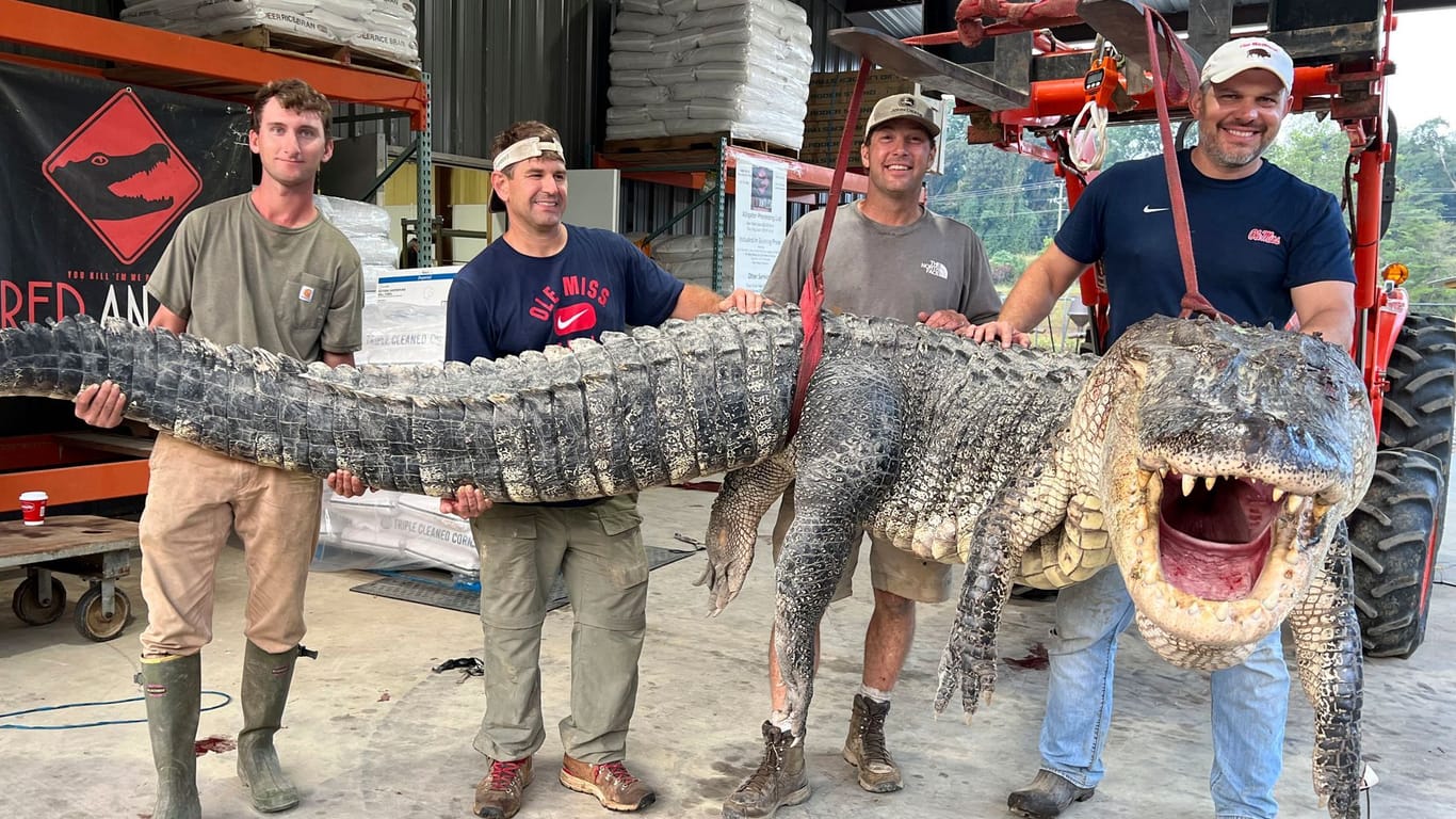 Die vier Jäger mit dem erlegten Alligator: Das 380-Kilo-Tier brach den Rekord des Bundesstaats.