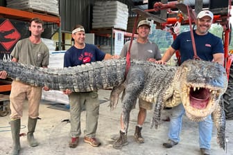 Die vier Jäger mit dem erlegten Alligator: Das 380-Kilo-Tier brach den Rekord des Bundesstaats.