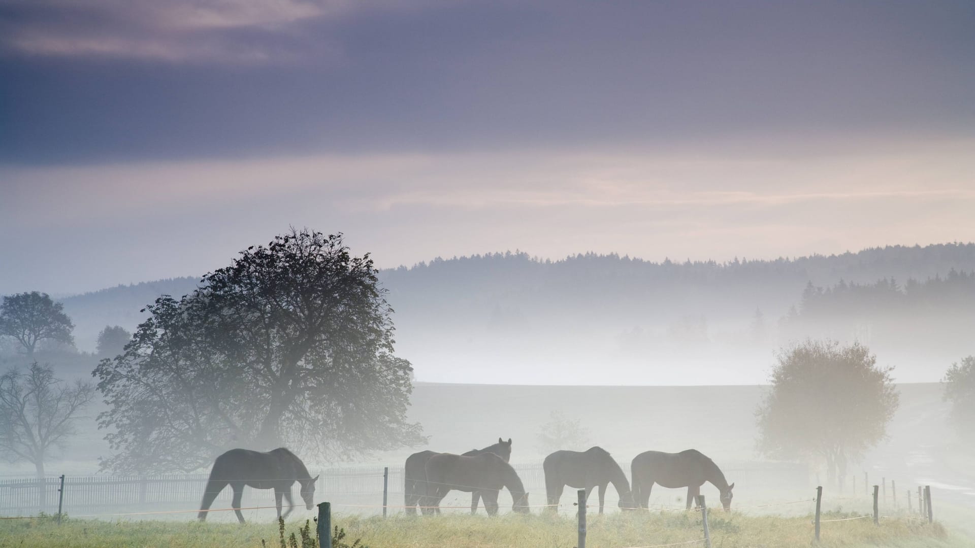 Pferde auf einer Koppel in Sachsen (Symbolbild): Die Täter drangen auf eine Koppel in der Nähe der tschechischen Grenze ein.