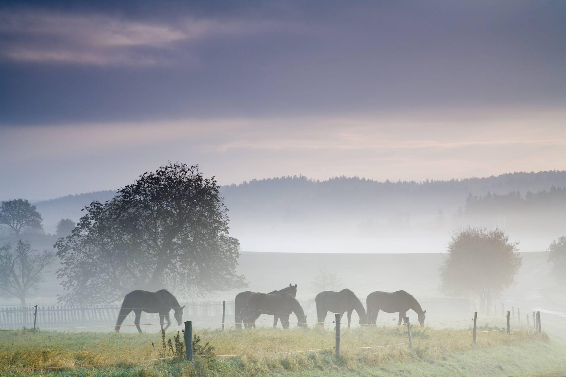 Pferde auf einer Koppel in Sachsen (Symbolbild): Die Täter drangen auf eine Koppel in der Nähe der tschechischen Grenze ein.