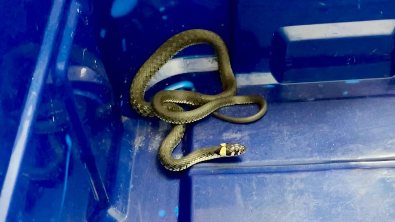 Eine Schlange liegt in einer Kiste: Das Tier wurde von der Feuerwehr in einer Bankfiliale bei Hannover eingefangen.