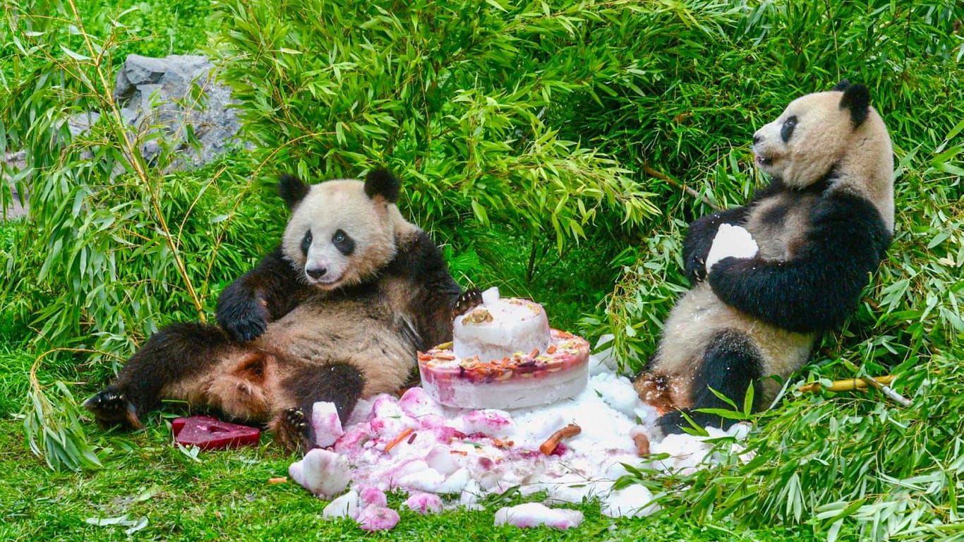 Die beiden im Berliner Zoo geborenen Pandas Pit und Paule haben ihren 4. Geburtstag gefeiert.