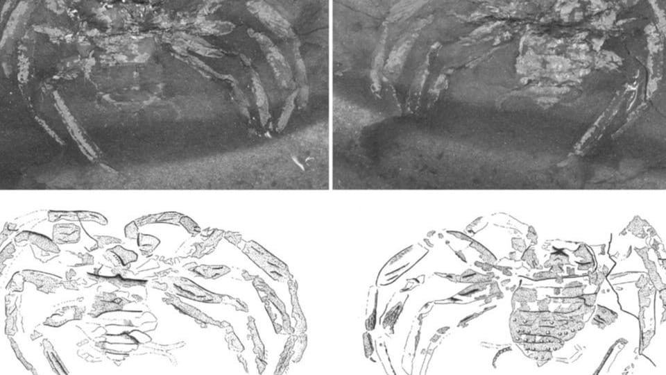 Die Überreste der Spinne: Ihre Körperteile lassen sich gut erkennen.