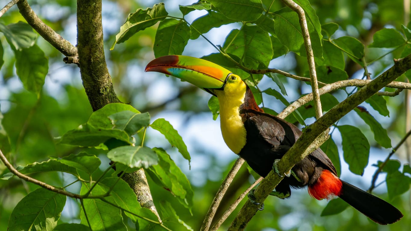 Ein Tukan in Belize: Die tropischen Regenwälder haben die größte Artenvielfalt der Erde - hier leben zwei Drittel aller Tiere weltweit. Und sie spielen eine wichtige Rolle beim Klimaschutz.