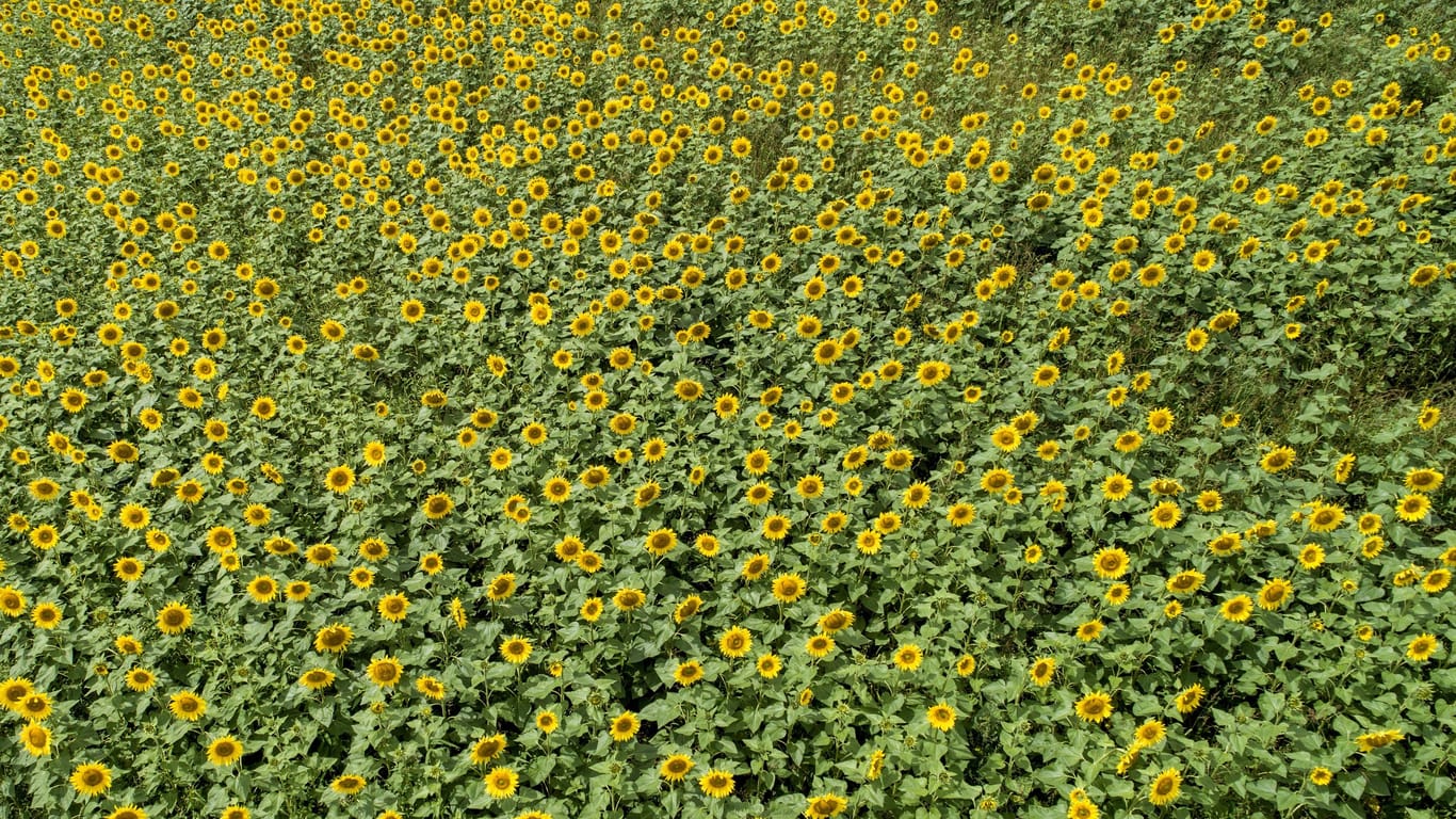 Ein Feld mit Sonnenblumen: Am Loiflinger Park kann man die gelbe Blütenpracht bestaunen.