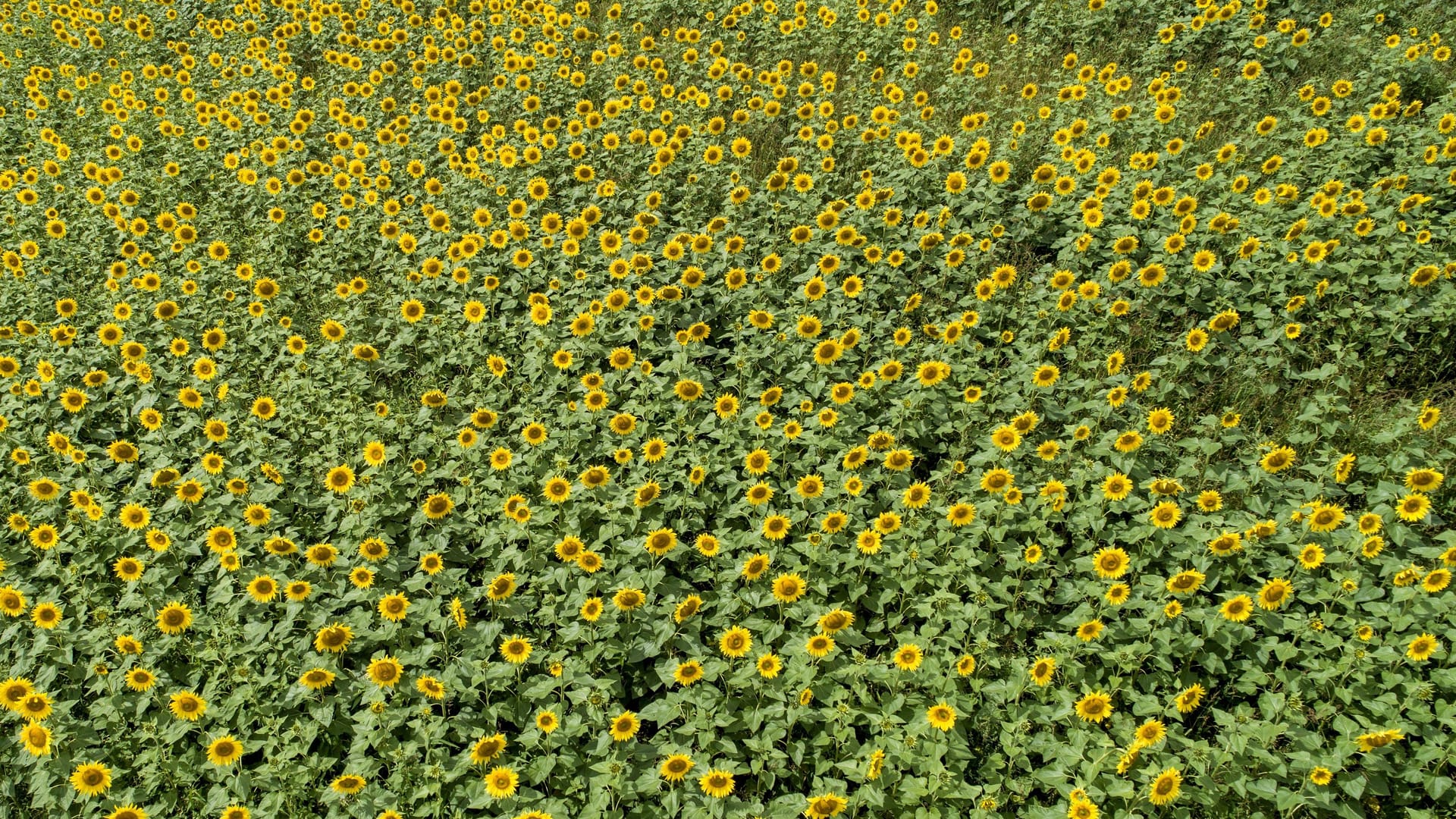 Ein Feld mit Sonnenblumen: Am Loiflinger Park kann man die gelbe Blütenpracht bestaunen.