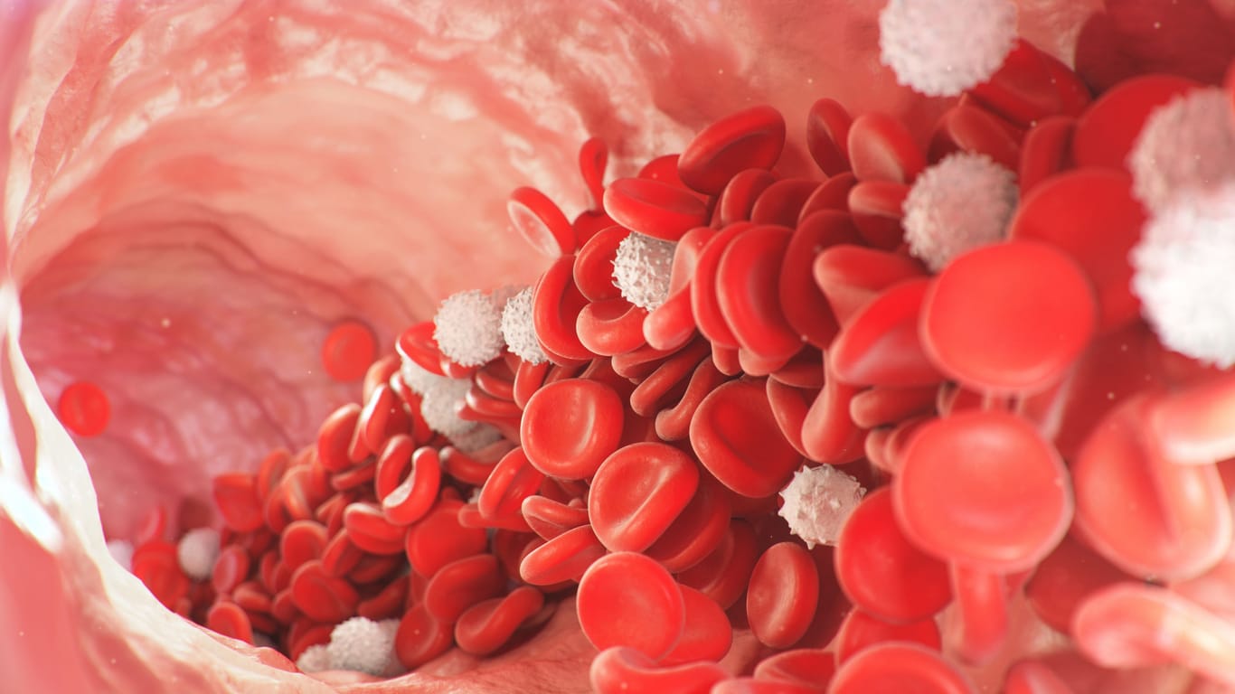 Rote und weiße Blutkörperchen: Sind die Leukozyten im kleinen Blutbild zu hoch, veranlasst der Arzt oder die Ärztin gegebenenfalls noch ein großes Blutbild und andere Untersuchungen.