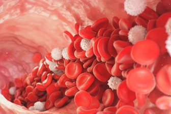 Rote und weiße Blutkörperchen: Sind die Leukozyten im kleinen Blutbild zu hoch, veranlasst der Arzt oder die Ärztin gegebenenfalls noch ein großes Blutbild und andere Untersuchungen.