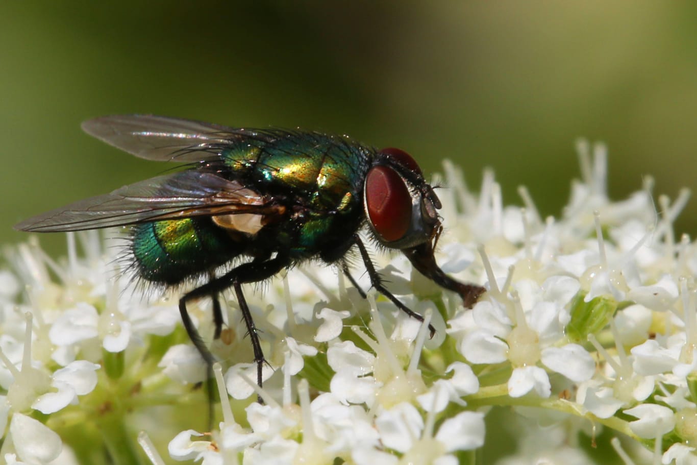 Fliegen dienen als Bestäuber für viele Pflanzenarten.