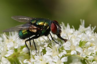 Fliegen dienen als Bestäuber für viele Pflanzenarten.