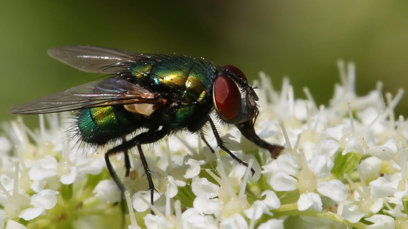 Fliegen dienen als Bestäuber für viele Pflanzenarten.