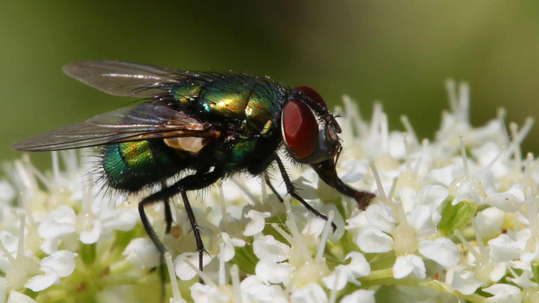 Fliegen vertreiben im Freien So gelingt es nachhaltig