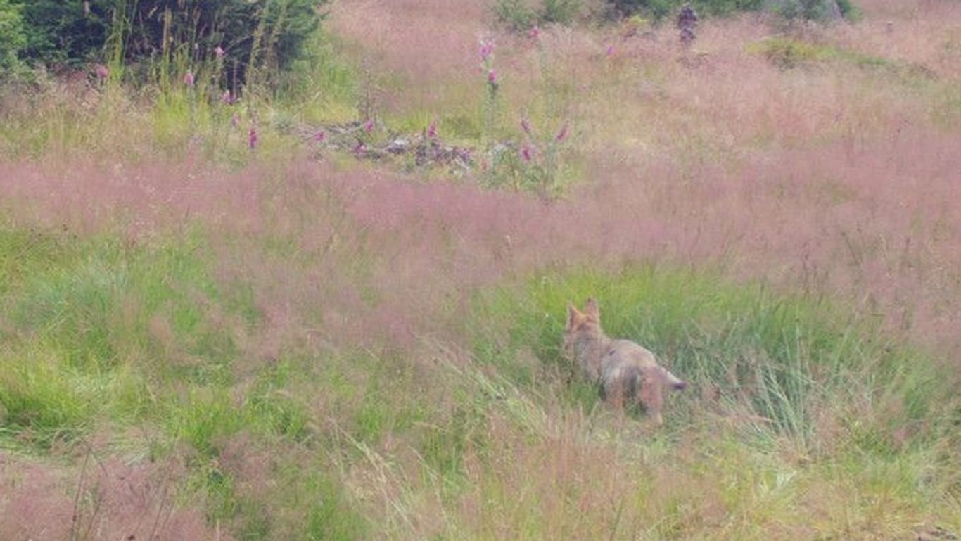 Der Wolfswelpe: Das Jungtier folgte einem Wolfsrüden.