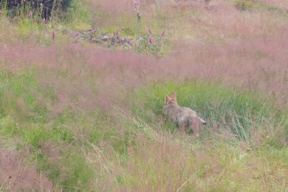 Der Wolfswelpe: Das Jungtier folgte einem Wolfsrüden.