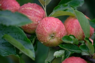 Apfelernte in Deutschland 2023 fällt bescheiden aus