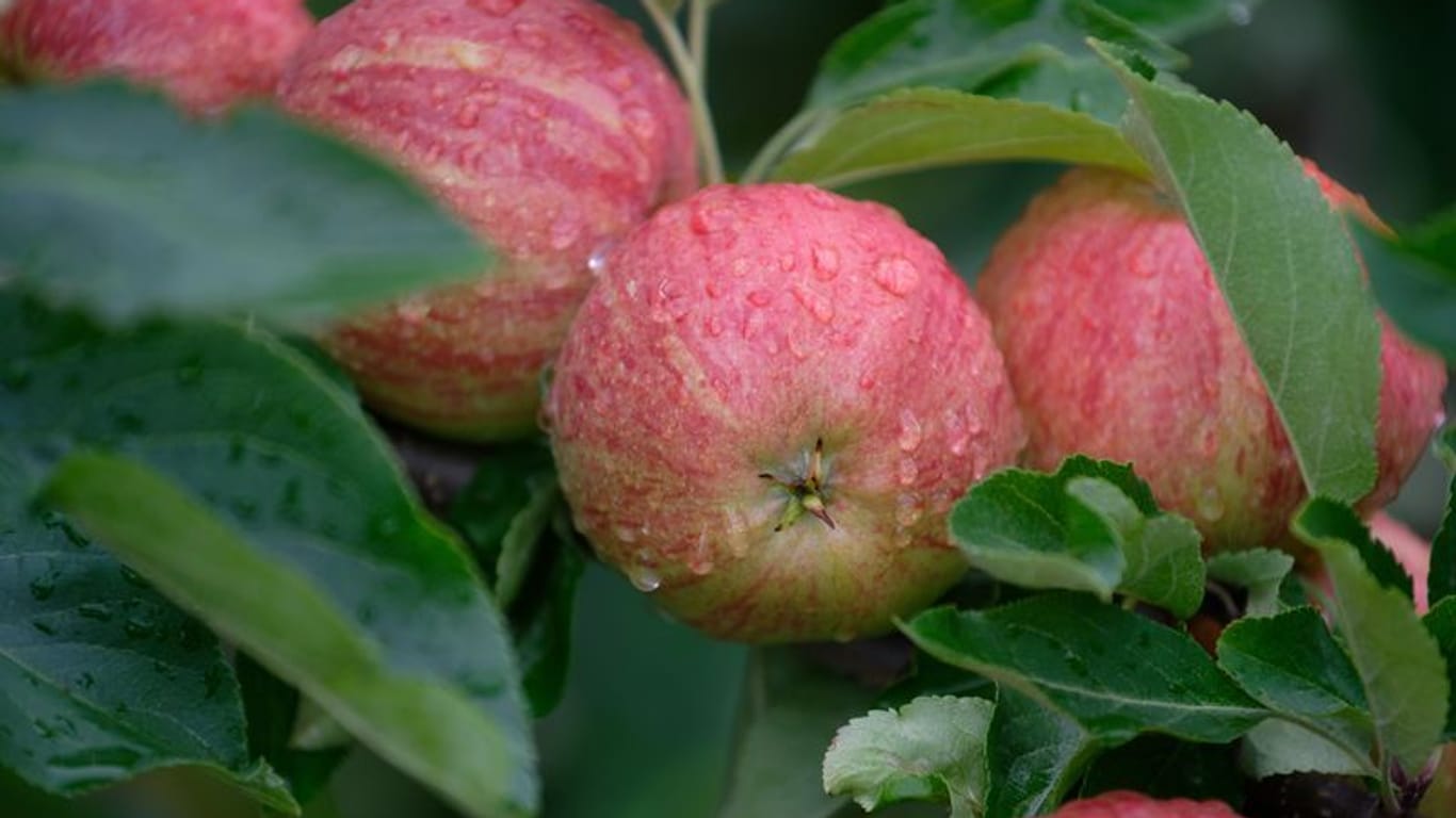 Apfelernte in Deutschland 2023 fällt bescheiden aus
