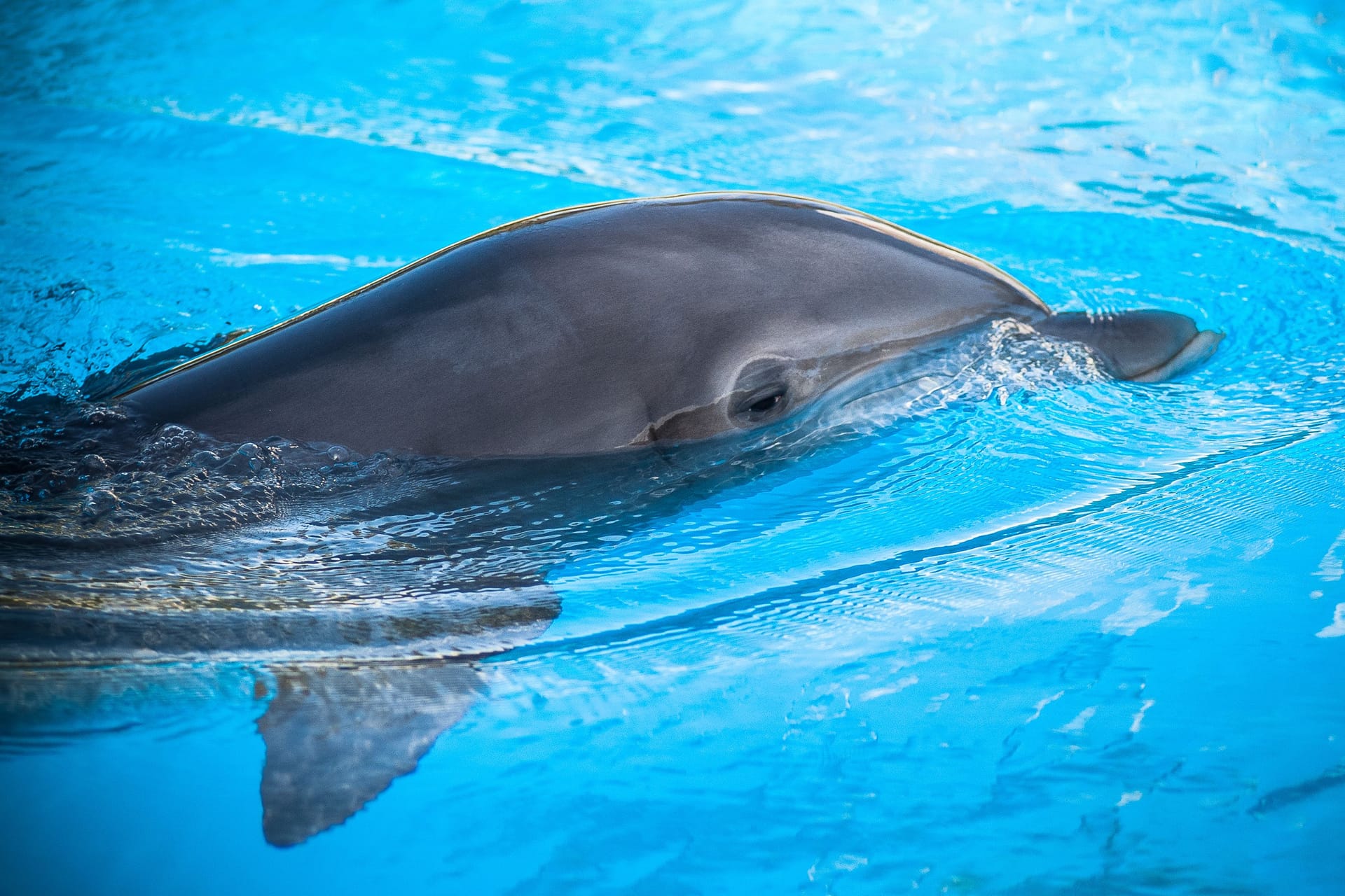 Dolphin swim in the blue water. Closeup of dolphin head