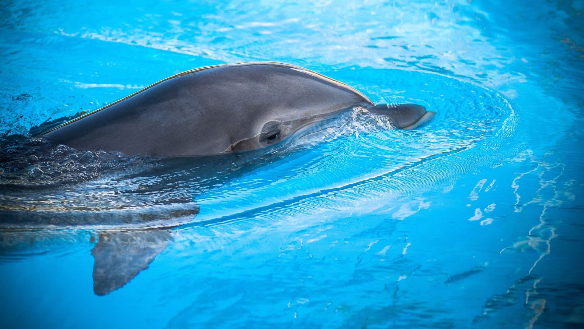 Dolphin swim in the blue water. Closeup of dolphin head