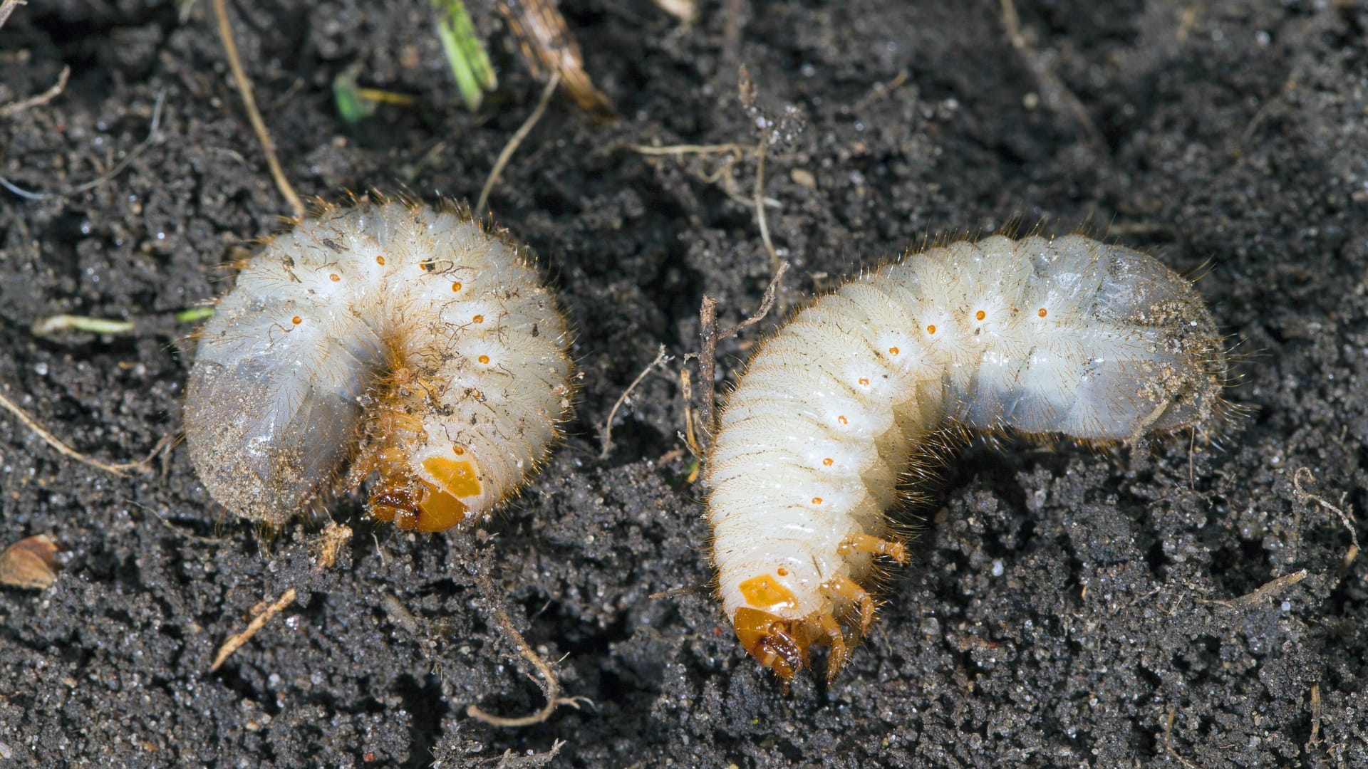 Rosenkäfer-Engerling: Die Larven haben eine feine Behaarung und sind nur etwa drei Zentimeter groß.