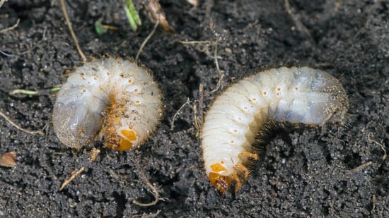 Engerlinge im Kompost Nützlinge oder Schädlinge für den Garten?