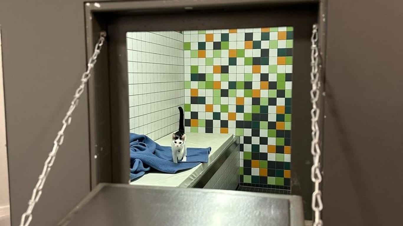 Die kleine Katze in der Gewahrsamszelle: Nach dem Drogeriemarkt machte das Kätzchen die Polizeidienststelle unsicher.