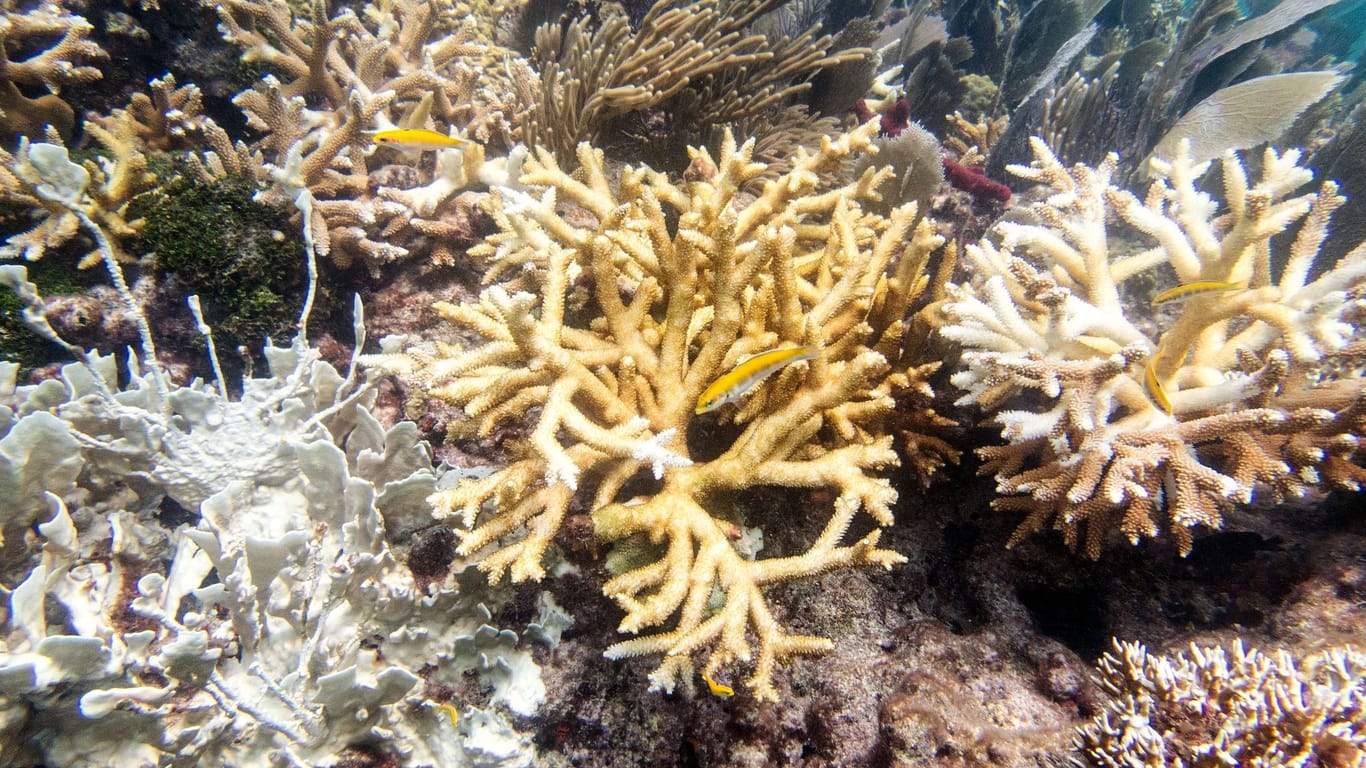 Sterbende Korallen vor Key Largo in Florida: Für die ausgeblichenen Riffe werden wohl keine Touristen mehr kommen, sorgen sich die Anwohner.