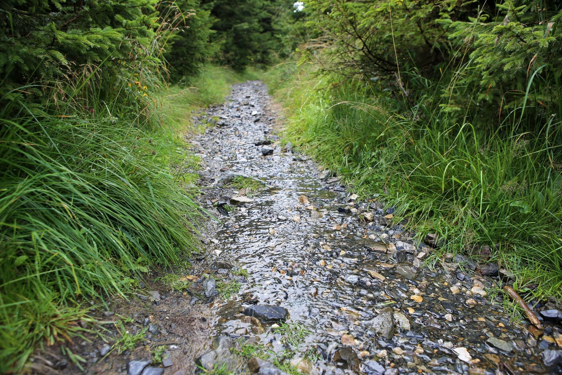 Regenwasser fließt über einen Wanderweg im Oberharz: Der Regen hat dem Wald gutgetan.