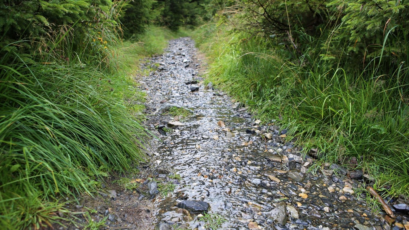 Regenwasser fließt über einen Wanderweg im Oberharz: Der Regen hat dem Wald gutgetan.