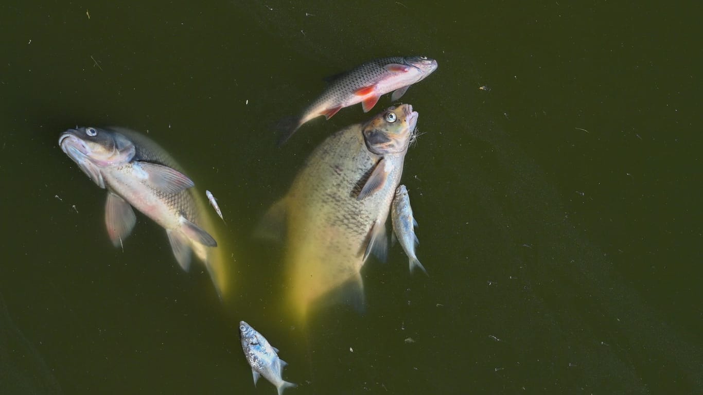 Polen: Erneut tote Fische in der Oder gefunden